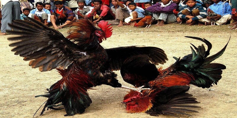 Đá gà Campuchia có những hình thức nào phổ biến?