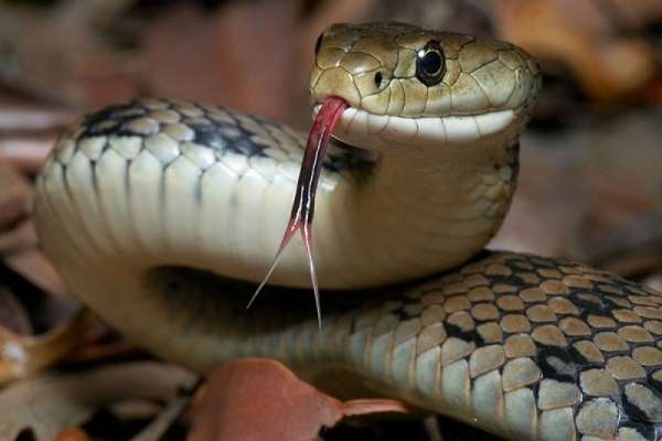 Nhìn thấy con rắn đều được coi là dấu hiệu của sự may mắn
