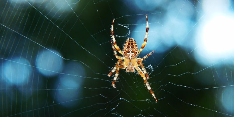 Mơ thấy con nhện mang điềm gì? Những con số nào may mắn khi đánh lô đề? 