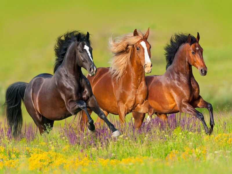 Lời giải chi tiết về giấc mơ thấy ngựa 
