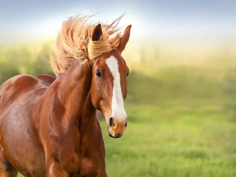 Nằm mơ thấy ngựa thì nên đánh con số may mắn nào?