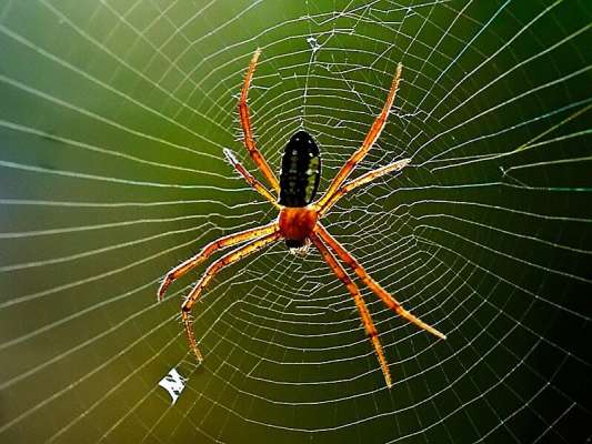Truy tìm lời giải cho giấc mơ thấy nhện và những con số may mắn