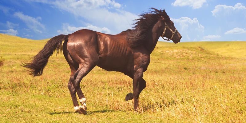 Những dự báo và ý nghĩa tiềm ẩn khi mơ thấy con ngựa 