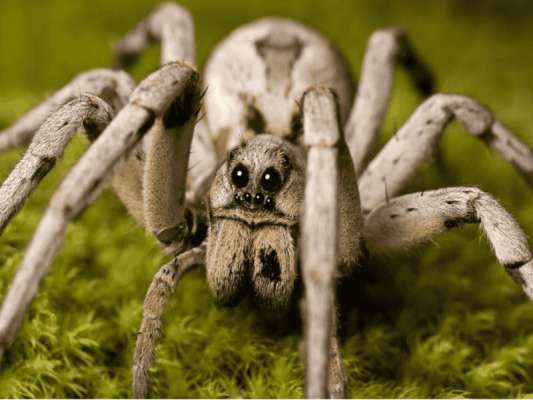 Ngủ mơ thấy nhện nên đánh con gì là may mắn?