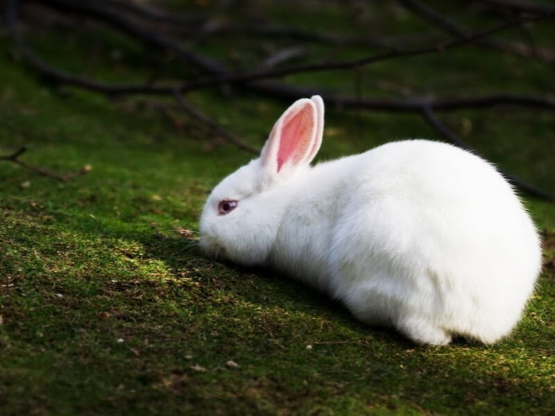 Mơ thấy thỏ thì đánh con gì là may mắn?